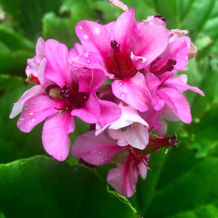 Plant image Bergenia 'Pink Dragonfly'