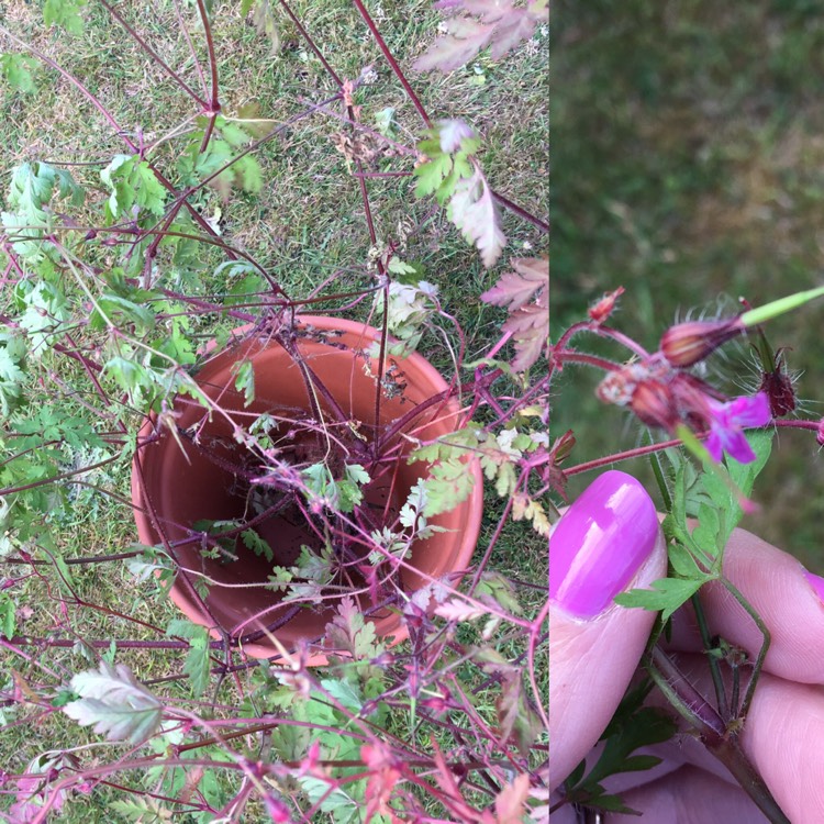 Plant image Geranium robertianum