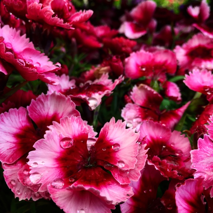 Plant image Dianthus chinensis