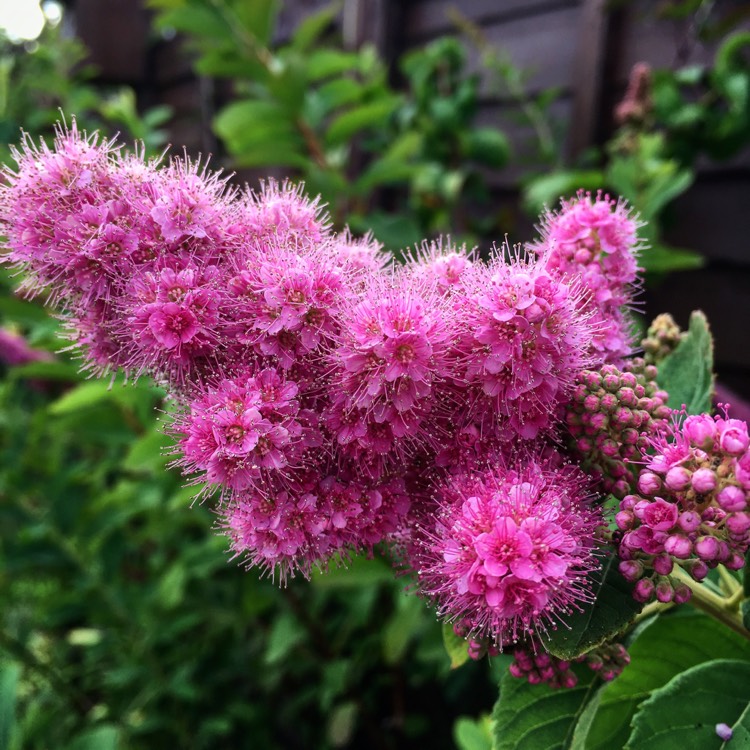 Plant image Spiraea douglasii