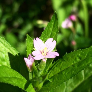 Epilobium montanum