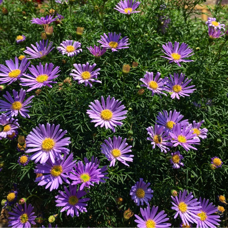 Plant image Aster alpinus 'Dunkle Shone' (Dark Beauty)