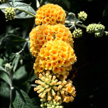 Buddleja x weyeriana 'Sungold'