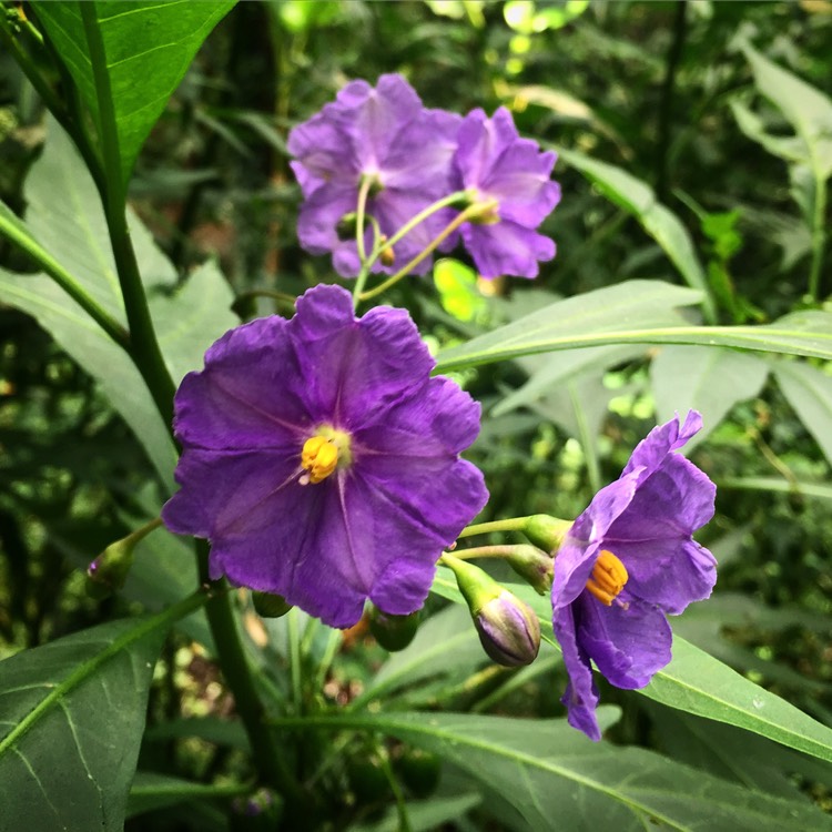 Plant image Solanum rantonnetii