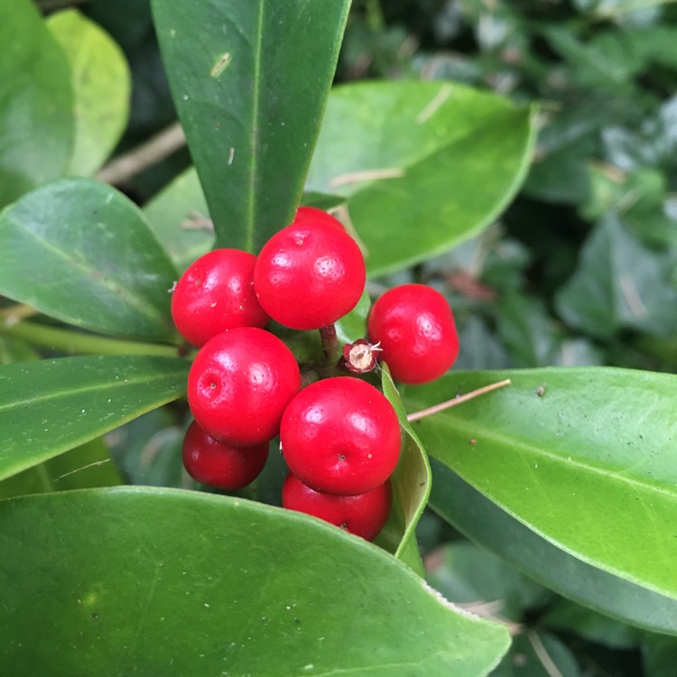 Plant image Ilex Cassine