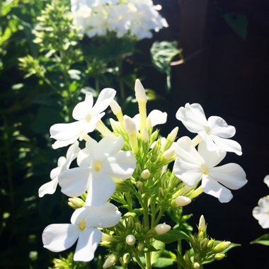 Phlox paniculata