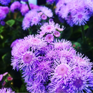 Ageratum houstonianum 'High Tide Blue'