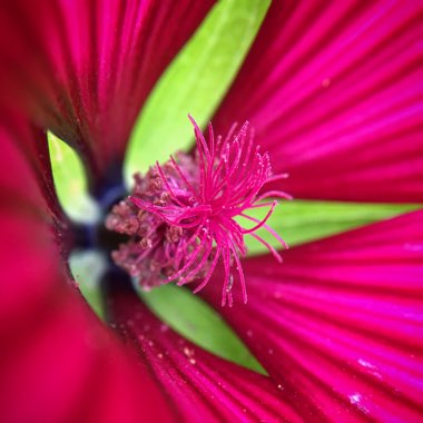 Malva sylvestris 'Mauritiana'