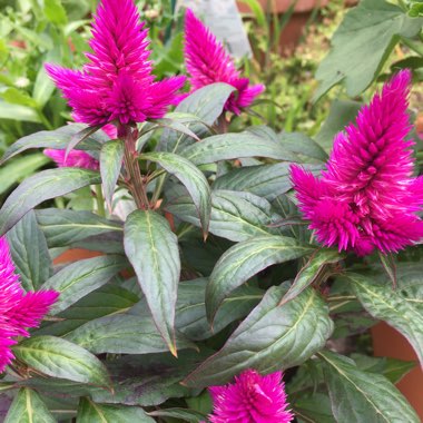 Celosia argentea (Spicata Group) 'Spiky Purple'