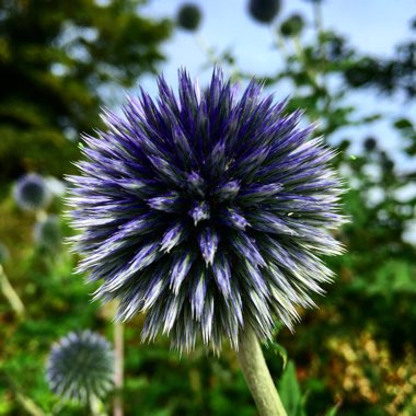 Echinops