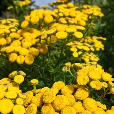 Tanacetum Vulgare