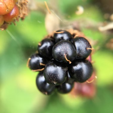 Rubus fruticosus