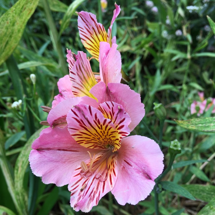 Plant image Alstroemeria 'Koncagoal' (Inca Series) syn. Alstroemeria 'Inca Goal'