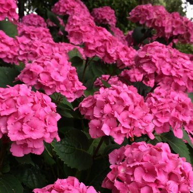 Hydrangea macrophylla 'Forever Pink'