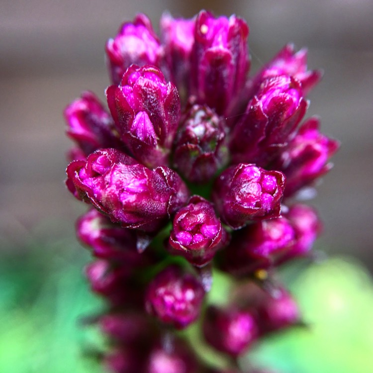 Plant image Liatris spicata 'Kobold'