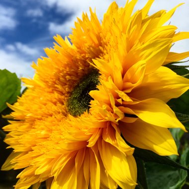 Helianthus annuus