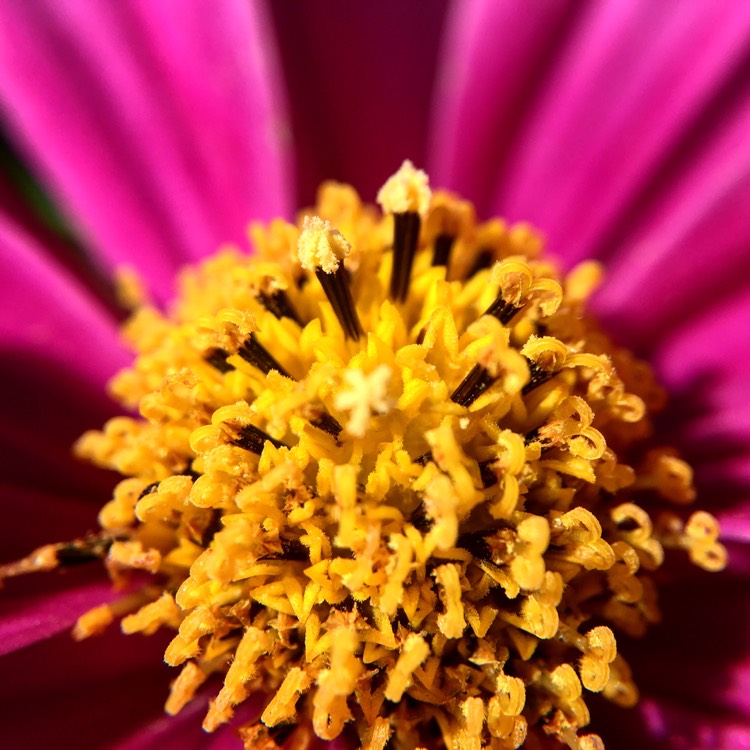 Plant image Cosmos Bipinnatus 'Odyssey Red'