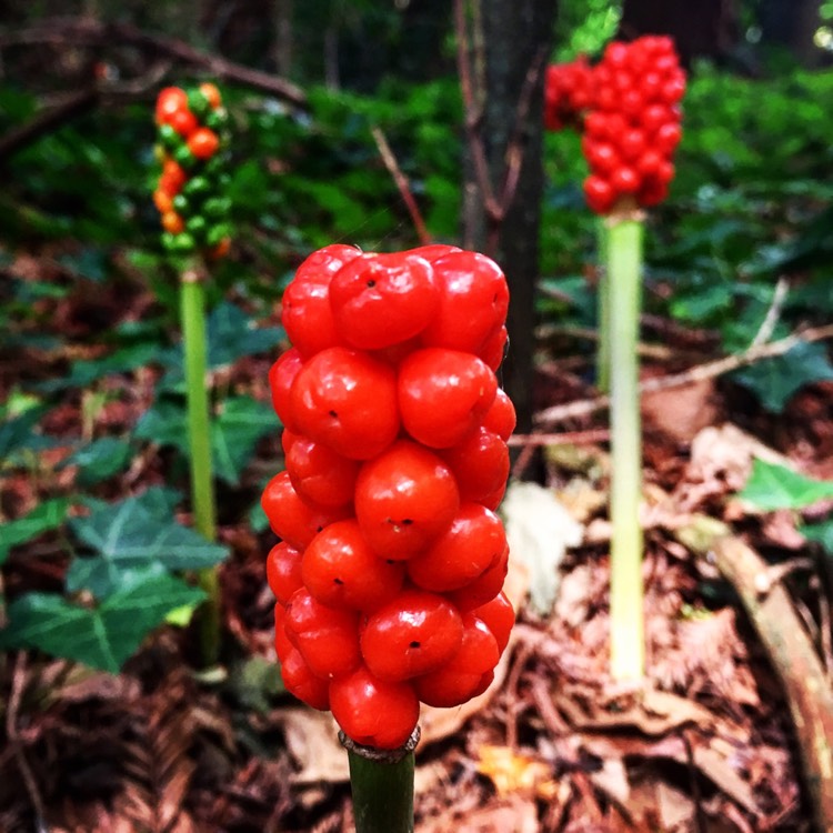 Plant image Arum italicum