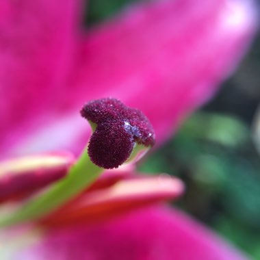 Lilium lancifolium