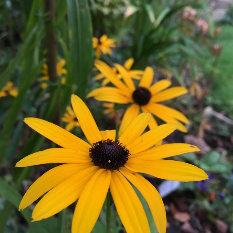 Plant image Rudbeckia 'Horrid'