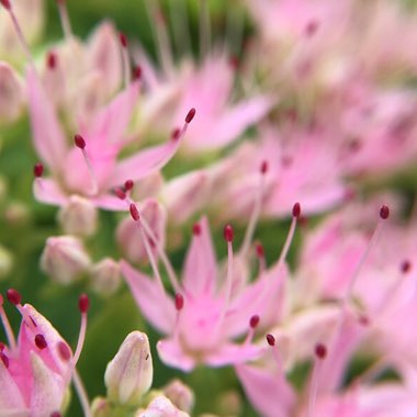 Stonecrop 'Brilliant'