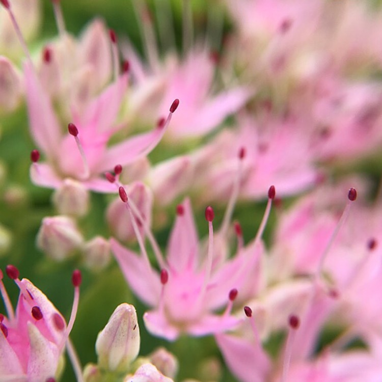 Plant image Sedum Spectabile 'Brilliant'