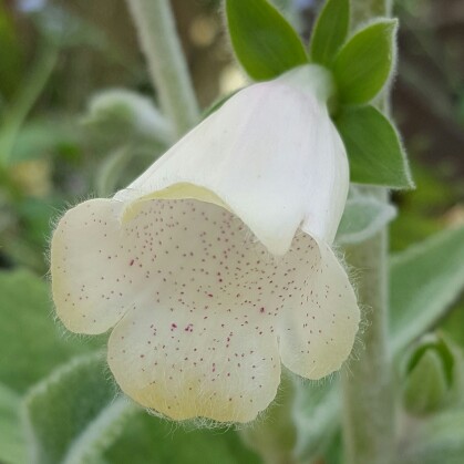 Plant image Digitalis purpurea 'Dalmatian White'