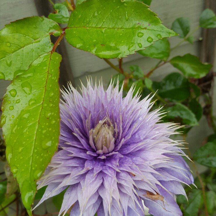 Clematis 'Crystal Fountain'