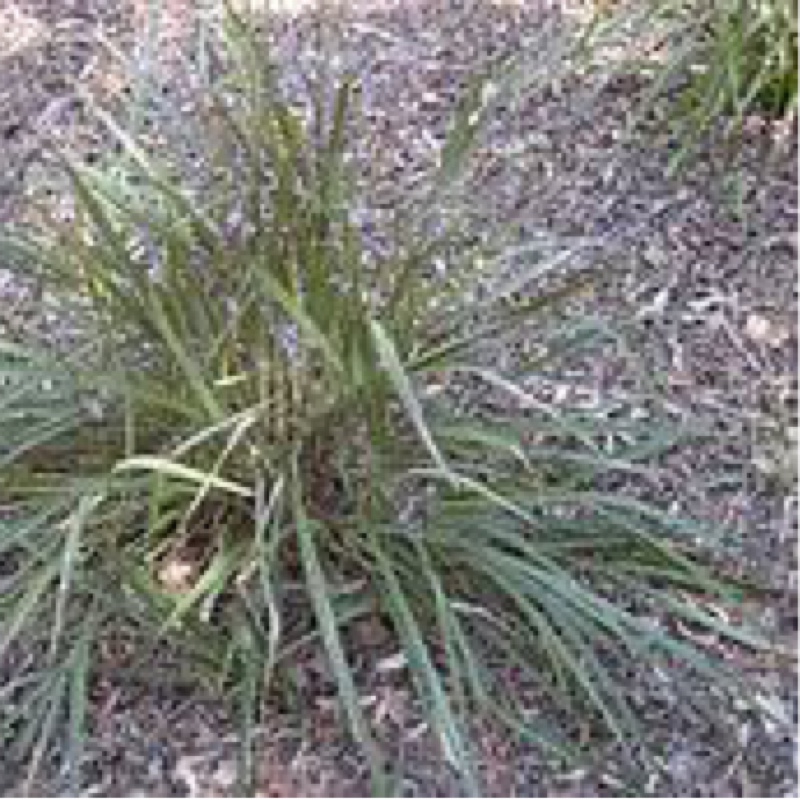 Plant image Dianella