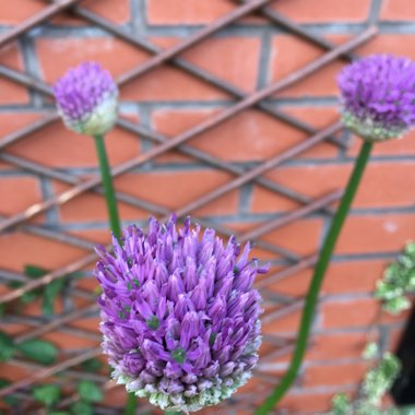 Allium 'Purple Sensation'