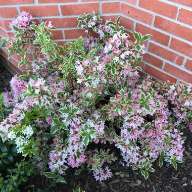 Weigela 'Kosteriana Variegata'