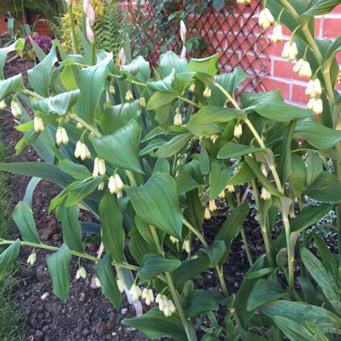 Solomon's seal