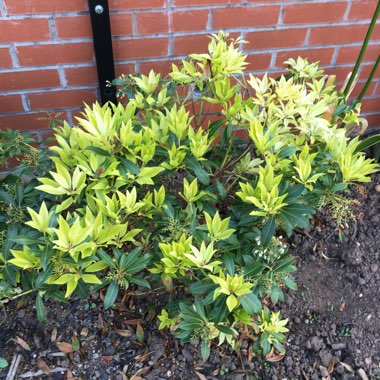 Pieris 'Forest Flame'