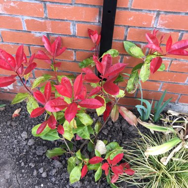 Photinia 'Red Robin'