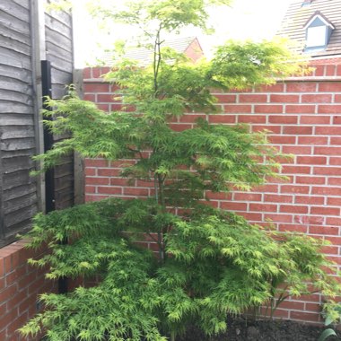 Japanese Maple