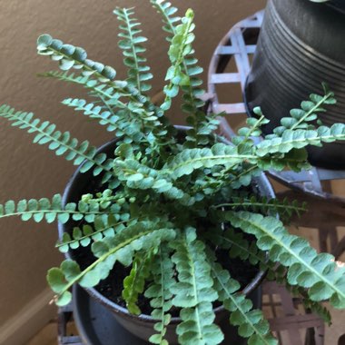 Nephrolepis duffii syn. Nephrolepis cordifolia 'Duffii', Nephrolepis cordifolia 'Lemon Buttons'