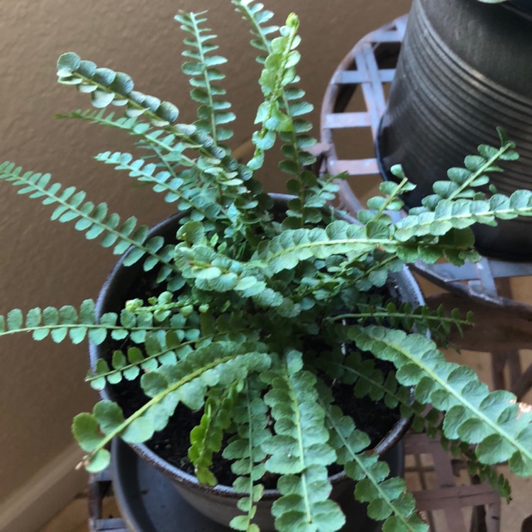 Plant image Nephrolepis duffii syn. Nephrolepis cordifolia 'Duffii', Nephrolepis cordifolia 'Lemon Buttons'