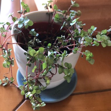 Pilea glauca 'Red Stem Tears'