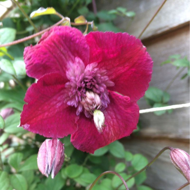 Plant image Clematis viticella 'Avant Garde'