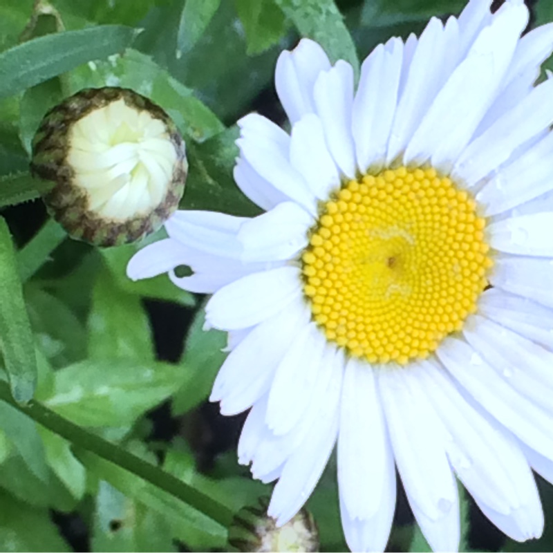 Plant image Leucanthemopsis alpina