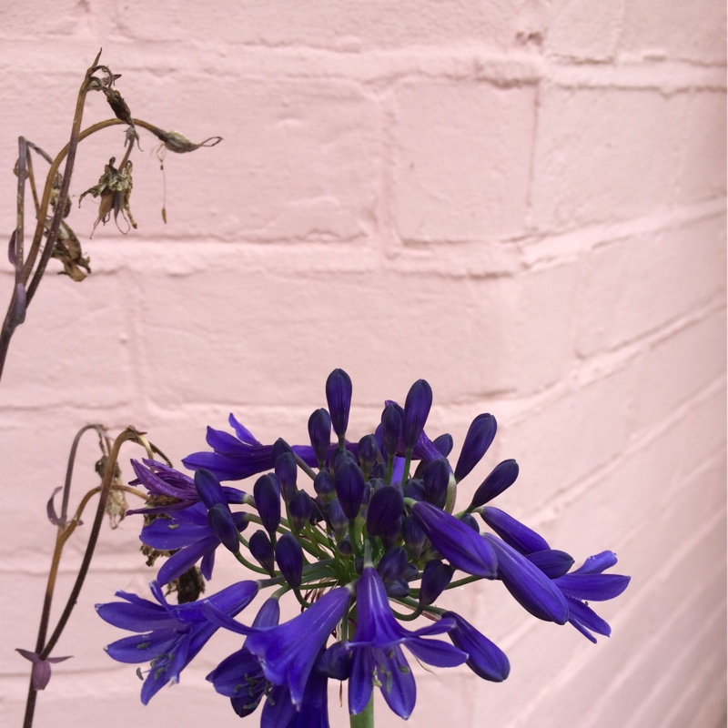 Plant image Agapanthus 'Black Pantha'