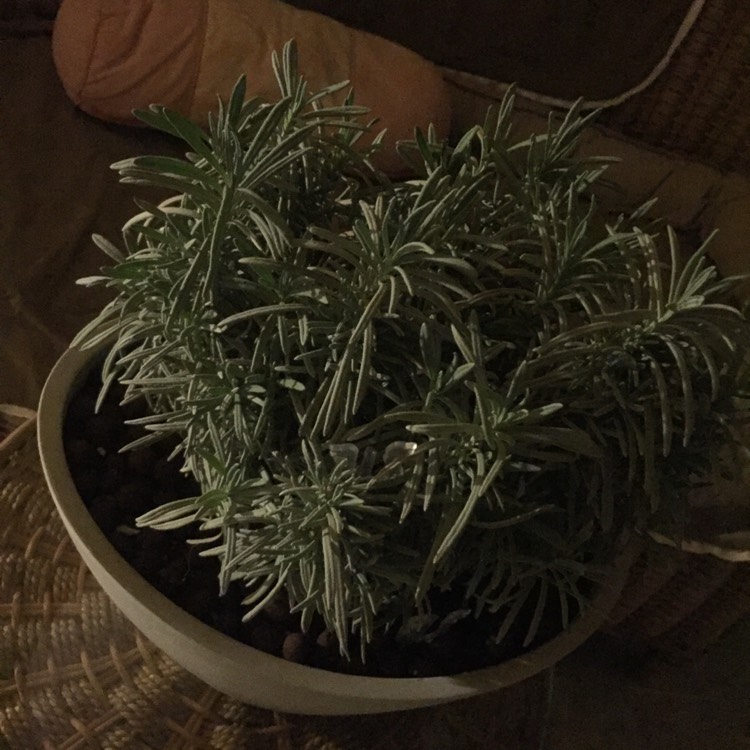 Plant image Lavandula angustifolia 'Schola' syn. Lavandula angustifolia 'Blue Cushion'