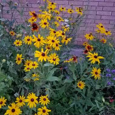 Rudbeckia fulgida var. sullivantii 'Little Goldstar'