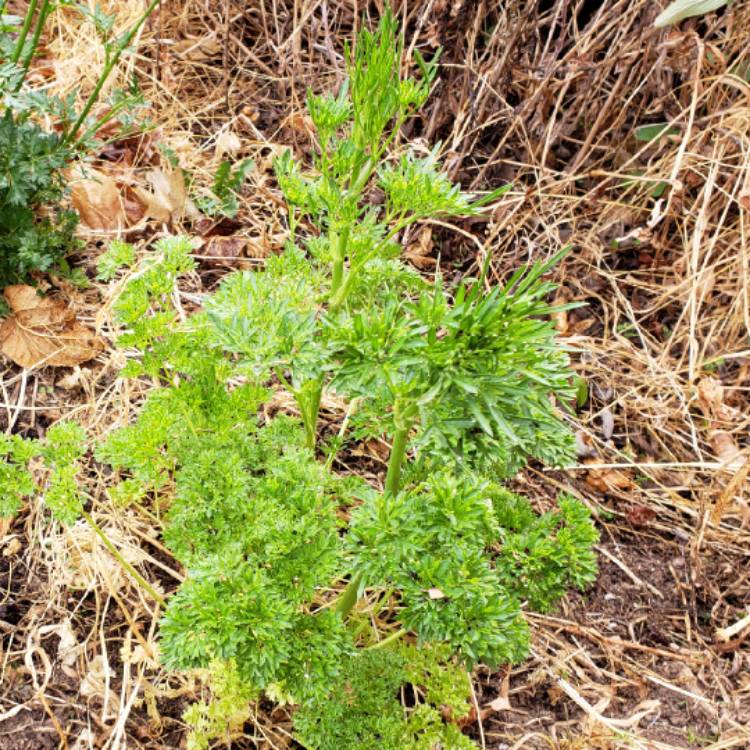 Plant image Petroselinum Crispum 'Curly'