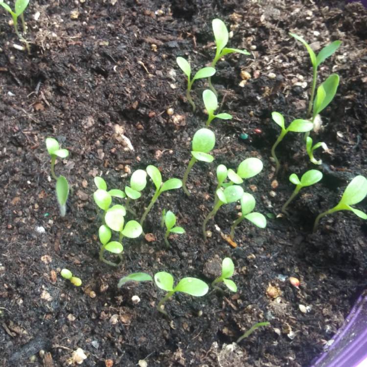 Plant image Centaurea cyanoides 'Blue Carpet'