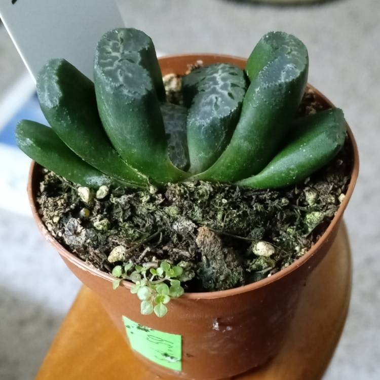 Plant image Haworthia truncata