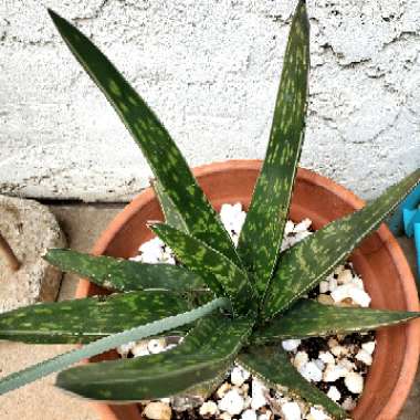 Aloe Maculata