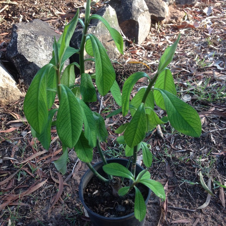 Plant image Euphorbia umbellata syn. Synadenium grantii