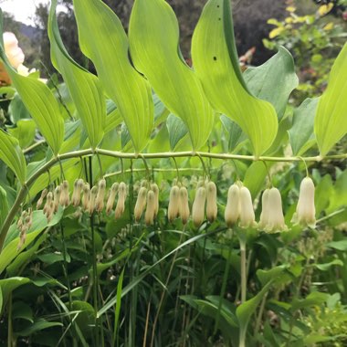 Solomon's seal