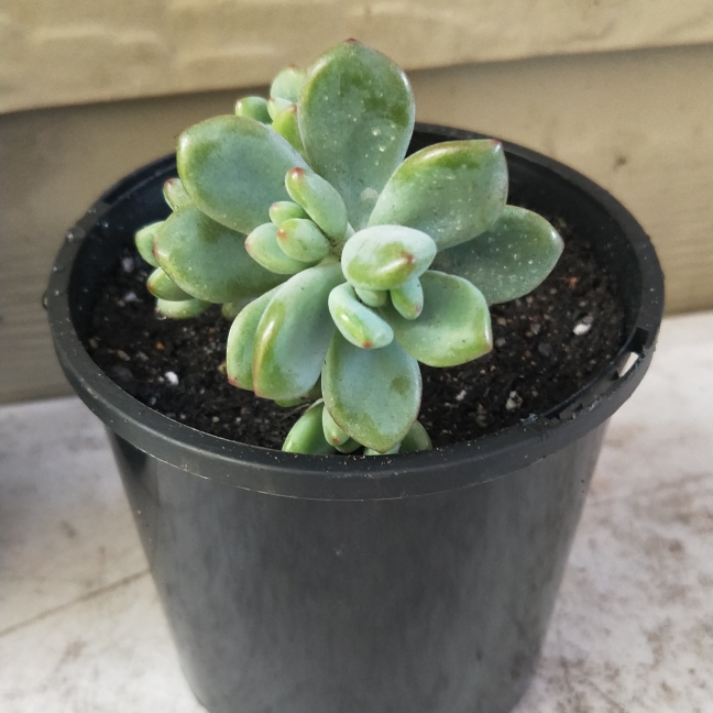 Plant image Sedum Commixtum